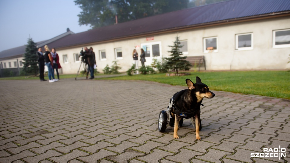 Sparaliżowany kundelek Tom. Fot. Konrad Nowak [Radio Szczecin/Archiwum]