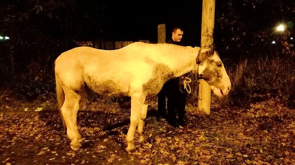 Policjanci natrafili na zaginionego konia i oddali go właścicielom. Fot. www.zachodniopomorska.policja.gov.pl