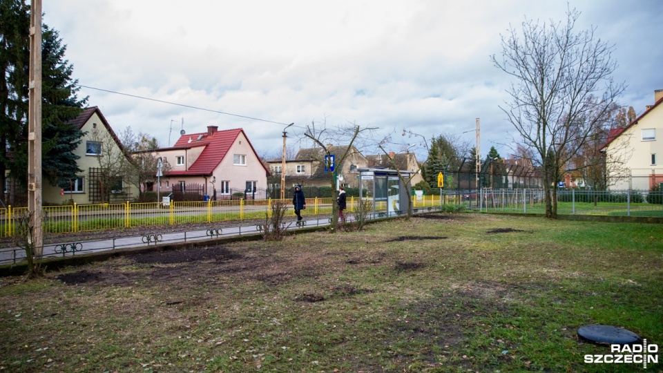 Drzewa sąsiadujące z przystankiem autobusowym "Kwiatowa" zostały wycięte kilka dni temu. Fot. Olaf Nowicki [Radio Szczecin]