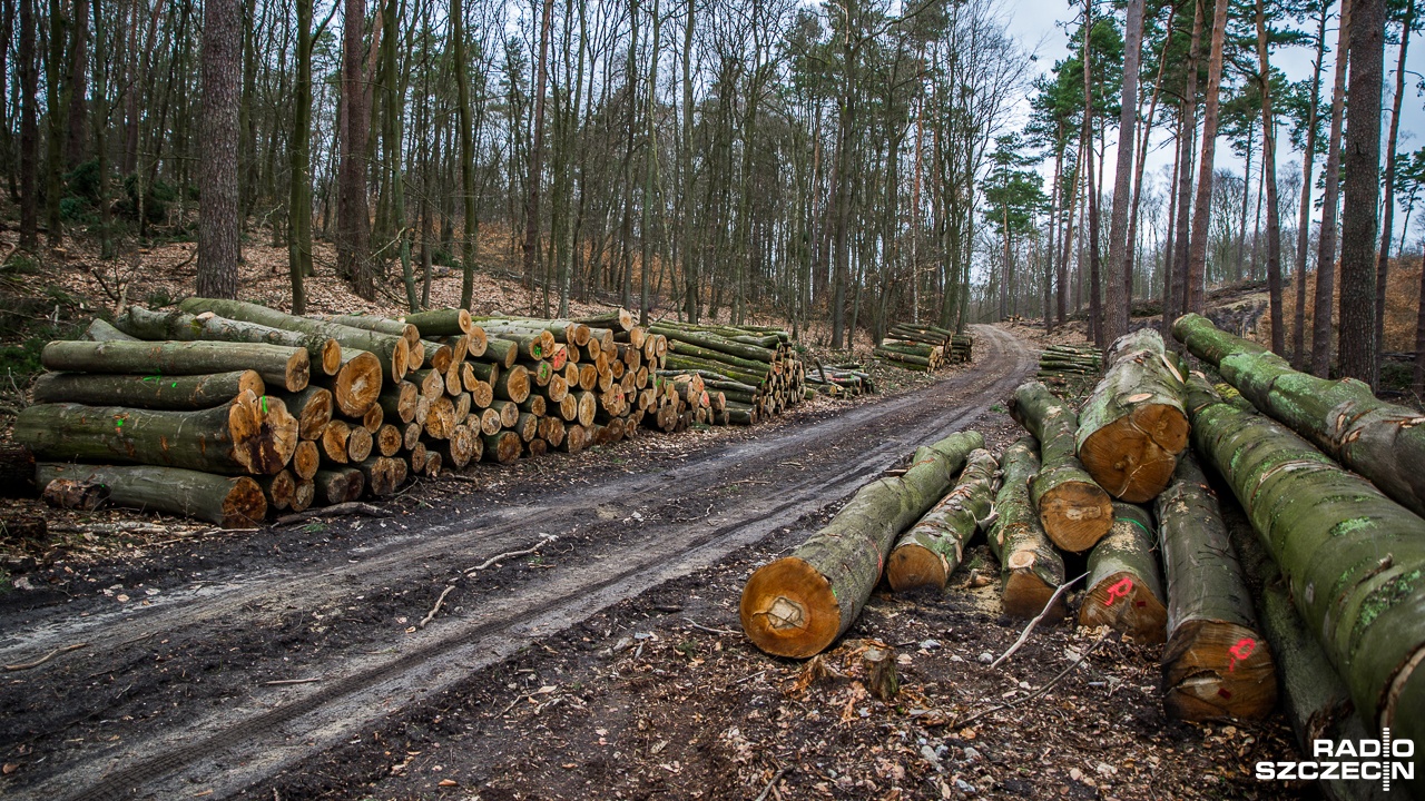 RSnW: Spór o wycinanie drzew w Puszczy Bukowej