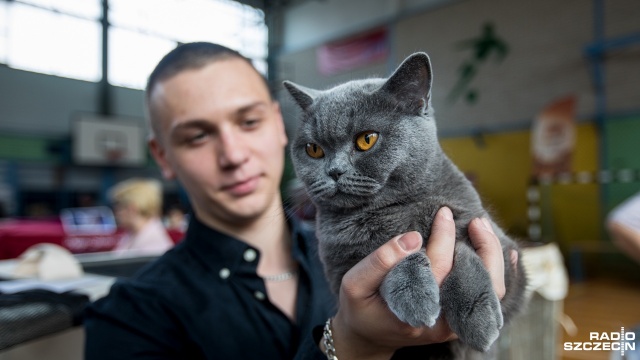 Blisko 300 kotów prezentowało się w ten weekend w Szczecinie na Międzynarodowej Wystawie Kotów Rasowych. Prawdziwie koci weekend. Mruczące piękności na wystawie [ZDJĘCIA]