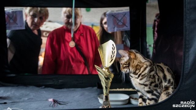 Blisko 300 kotów prezentowało się w ten weekend w Szczecinie na Międzynarodowej Wystawie Kotów Rasowych. Prawdziwie koci weekend. Mruczące piękności na wystawie [ZDJĘCIA]
