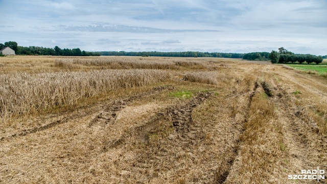 Rolnicy poszkodowani przez tegoroczne ulewy mogą ubiegać się o odszkodowanie. Fot. Olaf Nowicki [Radio Szczecin] Zalane pola, zniszczone uprawy. Rolnicy mogą ubiegać się o pomoc [WIDEO, ZDJĘCIA]