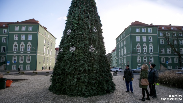 Miejska choinka przed szczecińskim magistratem. Fot. Weronika Łyczywek [Radio Szczecin] Choinka przed urzędem już stoi. Rozbłyśnie w mikołajki [ZDJĘCIA]