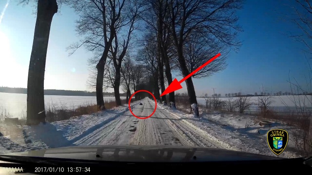 Jechali sprawdzić jak mieszka, a zastali go śpiącego na środku drogi. W takiej niecodziennej sytuacji znaleźli się strażnicy gminni z Dygowa koło Kołobrzegu - informuje portal e-kg.pl.