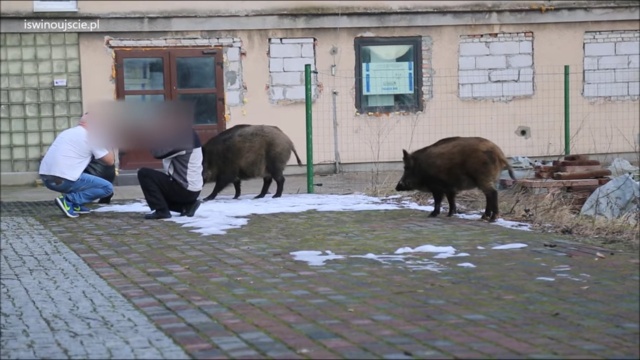 Mieszkańcy Świnoujścia robią sobie zdjęcia z dzikami.