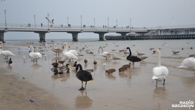 Dwa czarne łabędzie pojawiły się w Kołobrzegu. Te rzadko spotykane w Polsce ptaki można od kilku dni oglądać na miejscowej plaży, w okolicach molo.