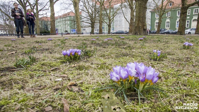 Pierwsze krokusy zakwitły na Jasnych Błoniach w Szczecinie.