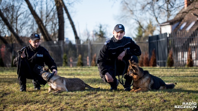 Jest młody, szybki, nie ucieknie przed nim żaden przestępca - chwalą go jego przełożeni z komendy. Nad swoimi kolegami z policji ma zresztą przewagę: nie porusza się na dwóch nogach, ale na czterech łapach.