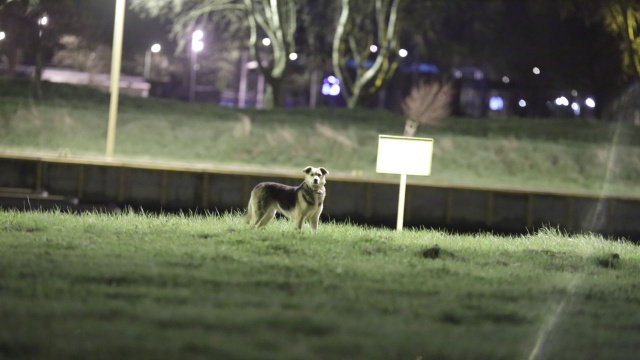 Lola z Białorusi miała trafić do Niemiec. Uciekła. Teraz widywana jest w Świnoujściu przebyła ponad 600 km i nie daje się złapać. Beżowo-bura suczka przypominająca trochę wilczura pojawiła się w mieście pod koniec ubiegłego roku.