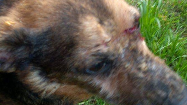 Chcieli skrócić cierpienia psa, więc... bili go kijem i murarską kielnią: policjanci złapali parę sześćdziesięciolatków z Gryfic, którzy w miejskim parku próbowali zabić zwierzaka.