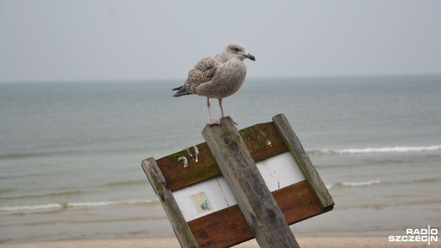 Kołobrzeg kupi nowe kosze na śmieci - będą to pojemniki odporne na pirackie obyczaje mew wygrzebujących resztki.