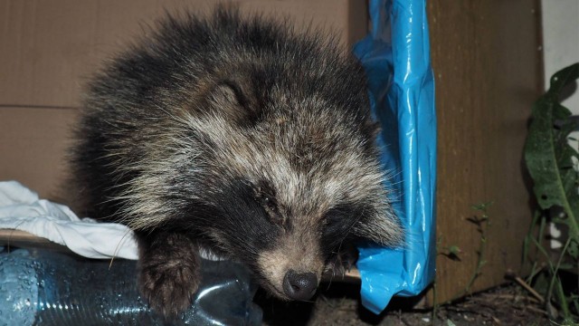 Fundacja oskarża łowczego miejskiego o bezprawne uśmiercenie jenota [WIDEO, ZDJĘCIA]