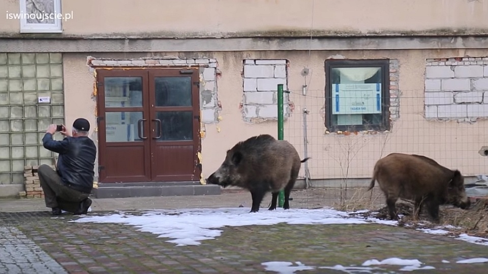 Mieszkańcy Świnoujścia robią sobie zdjęcia z dzikami. Fot. iswinoujscie.pl