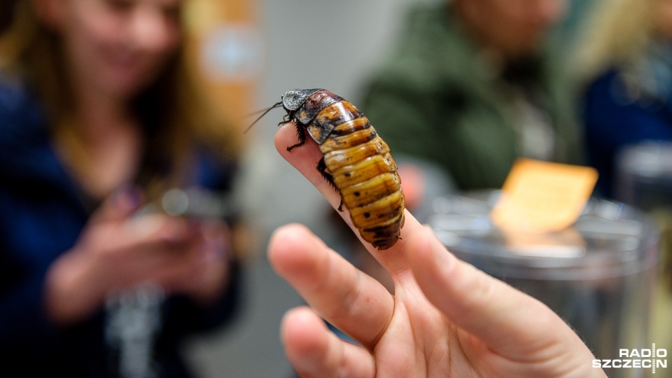 "Wiosna Biologów" na Uniwersytecie Szczecińskim. Karaczan madagaskarski. Fot. Olaf Nowicki [Radio Szczecin]