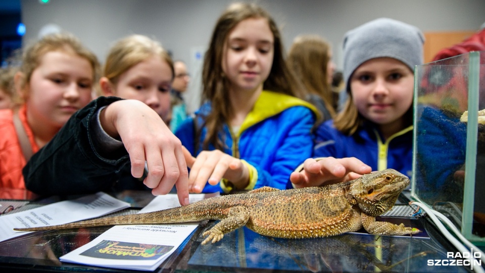 "Wiosna Biologów" na Uniwersytecie Szczecińskim. Agama Brodata. Fot. Olaf Nowicki [Radio Szczecin]