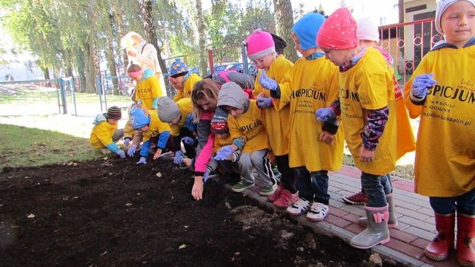 Część kwiatów została posadzona wcześniej przez najmłodszych wolontariuszy przy szkołach i przedszkolach. Fot. www.hospicjum.koszalin.pl