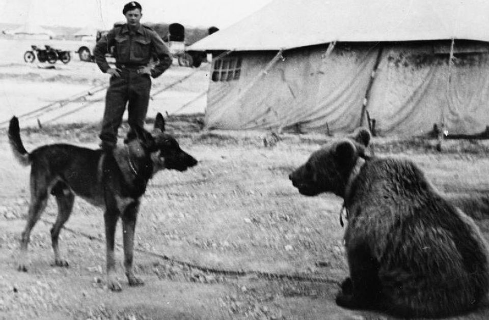 Wojtek zapoznaje się w Iranie z psem jednego z oficerów 2 Korpusu. Fot. www.wikipedia.org / Imperial War Museum id: HU 16545