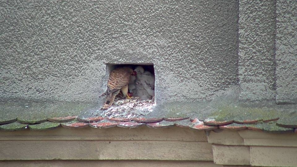 Sokoły pustułki. Fot. Urząd Miasta Szczecin