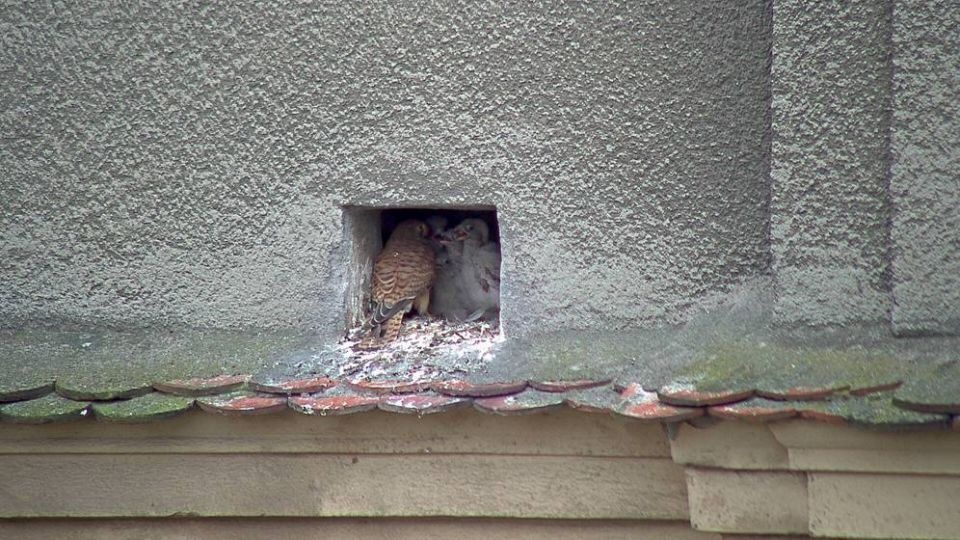Sokoły pustułki. Fot. Urząd Miasta Szczecin