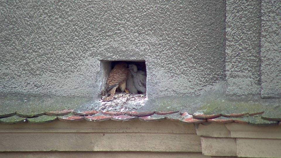 Sokoły pustułki. Fot. Urząd Miasta Szczecin
