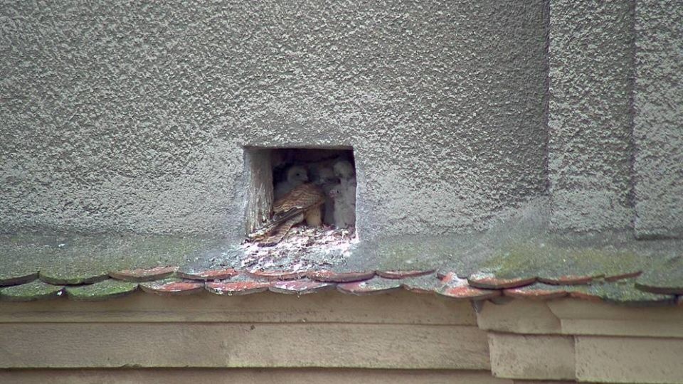 Sokoły pustułki. Fot. Urząd Miasta Szczecin
