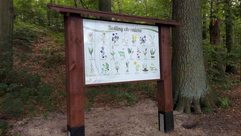 Na całej trasie, od pętli tramwajowej do ulicy Kąpieliskowej, ustawiono 10 tablic informacyjnych. Fot. ZUK