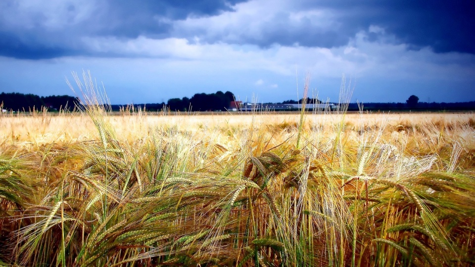 Fot. www.pixabay.com/photo-1575443 (domena publiczna)