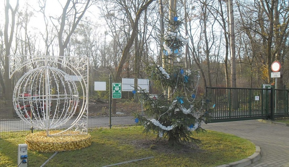 Wokół ślizgawki ustawiono świąteczne ozdoby: dmuchanego Mikołaja, bałwana i renifery. Posadzono też dwie duże choinki. Fot. ZUK