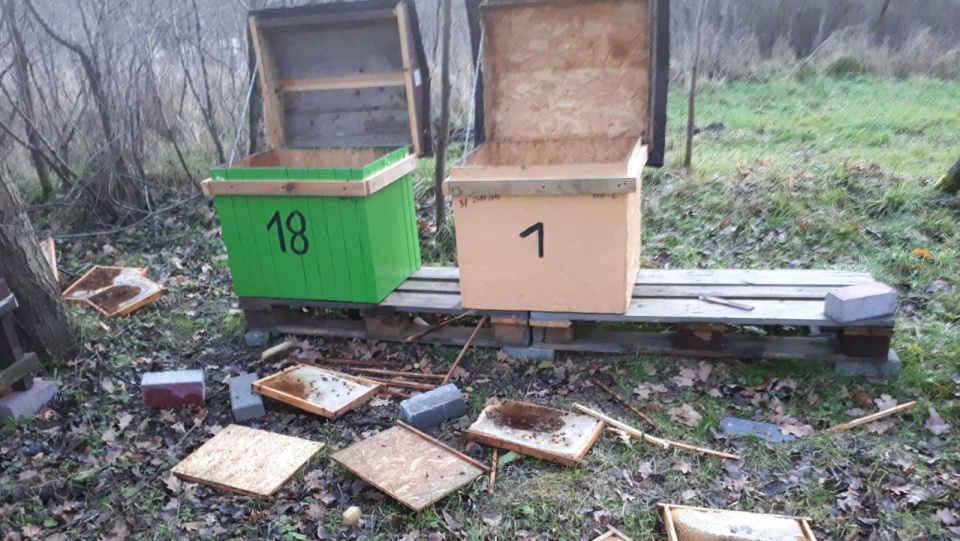 Dzięki szybkiej interwencji właściciela uli, udało się uratować 10 z 21 rodzin pszczelich. Fot. www.facebook.com/Mirosław Kaszuba