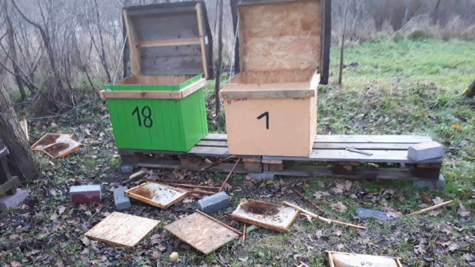Dzięki szybkiej interwencji właściciela uli, udało się uratować 10 z 21 rodzin pszczelich. Fot. www.facebook.com/Mirosław Kaszuba