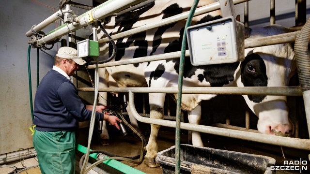Polska jest jednym z liderów unijnych producentów mleka, obok Niemiec czy Francji. Fot. Robert Stachnik [Radio Szczecin] Rynek mleka stoi przed obliczem wielkiego kryzysu [ZDJĘCIA]