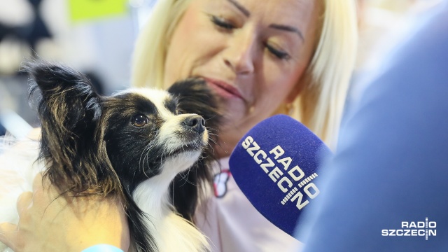 Pokazy czworonogów, kącik dla dzieci oraz porady behawiorysty - to wszystko czeka do niedzieli do godziny 17:30 na gości w hali MTS przy ul. Struga. Fot. Robert Stachnik [Radio Szczecin] Pies, dog, chien, sobaka i hund na wystawie w Szczecinie [ZDJĘCIA]