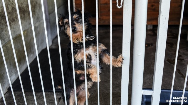 Schronisko dla Bezdomnych Zwierząt w Sosnowicach nieopodal Golczewa. Fot. Kamila Kozioł [Radio Szczecin] Banery wyborcze trafiają do schroniska w Sosnowicach. Psom jest cieplej [ZDJĘCIA]