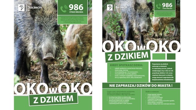 Gdzie zgłaszać sytuacje zagrożenia podczas spotkania z dzikami - w Szczecinie ruszyła kampania informacyjno-edukacyjna. Autorem jest Wydział Gospodarki Komunalnej i Ochrony Środowiska Urzędu Miasta.