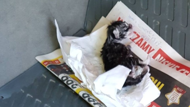 Przestępca spod Gryfic złapany na gorącym uczynku odpowie w trybie przyspieszonym.