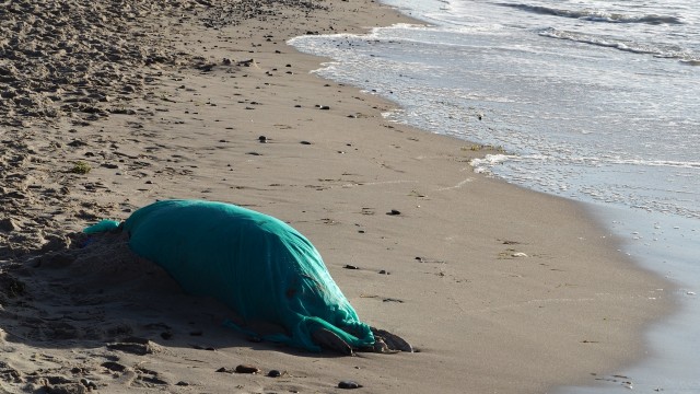 Kolejne martwe foki znaleziono we wtorek w Dziwnówku i w Niechorzu. Jak poinformował nas jeden z wolontariuszy Błękitnego Patrolu WWF, zwierzę, które morze wyrzuciło na brzeg w Niechorzu, było oskalpowane.