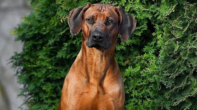 Uciekł podczas weekendowej wystawy psów w szczecińskich MTS-ach. Teraz szukają go mieszkańcy Prawobrzeża i internauci. To jasnobrązowy Bingo rasy rhodesian ridgeback.