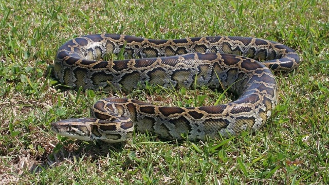 Przed północą zakończyła się próba odłowienia pytona tygrysiego w powiecie otwockim pod Warszawą. Wężowi udało się uciec. Dawid Fabjański z Animal Rescue Polska potwierdził, że wąż żyje i był widziany przez wędkarza oraz przez policjantów. W środę rano wolontariusze fundacji ponownie podjęli próbę odłowienia go.