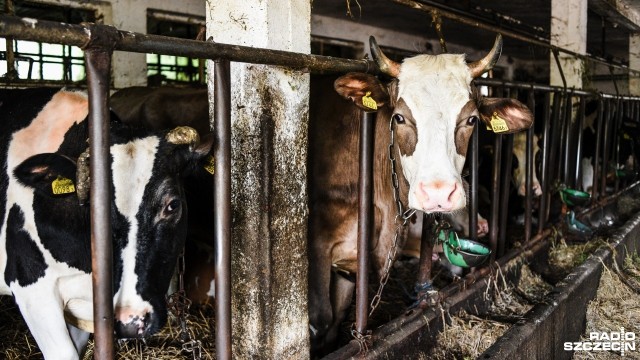 200 głodnych krów i groźba bankructwa - taki, czarny scenariusz kreślą rodzice właściciela gospodarstwa w Skalinie pod Stargardem. Mężczyzna trafił do aresztu tymczasowego w związku z małżeńską sprawą i walką o dzieci