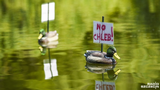 Chleb musi odejść, Chleb na taczkę - plastikowe kaczki z takimi hasłami (umieszczonymi między skrzydłami) pojawiły się na jeziorze Rusałka w Parku Kasprowicza w Szczecinie. Miejsce jest nieprzypadkowe.