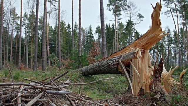 Orkan Nadin, który w czwartek wieczorem nawiedził północne Niemcy spowodował duże straty. Wiele osób zostało rannych, powyrywane drzewa zakłóciły ruch pociągów na głównych niemieckich trasach, utrudnienia wystąpiły na autostradach i drogach, czasowo zamknięte było lotnisko we Frankfurcie nad Menem.