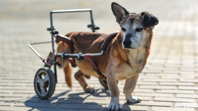 Wyjątkowo pokrzywdzony przez los dziesięcioletni karmelowy kundelek Kajtek przebywa w choszczeńskim schronisku. Właściciel porzucił psa. Wolontariusze apelują o wsparcie finansowe na jego leczenie i szukają troskliwego opiekuna.