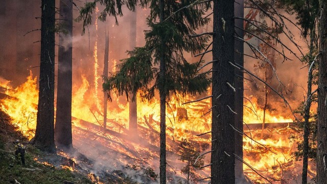 Do 31 wzrosła liczba śmiertelnych ofiar pożarów lasów w Kalifornii. Setki tysięcy mieszkańców tego amerykańskiego stanu zostało zmuszonych do ewakuacji, ponad 200 osób jest zaginionych.