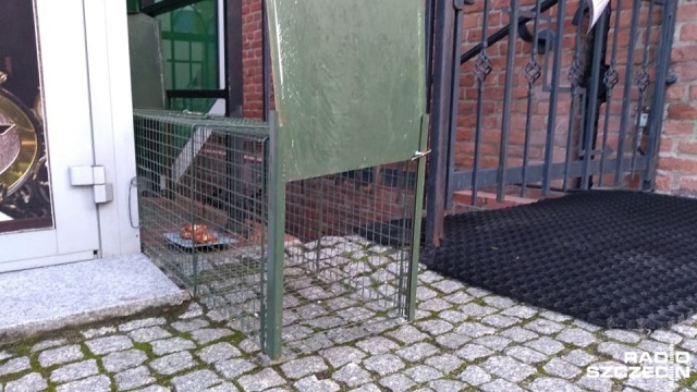 Kołobrzeg walczy z lisami, które zadomowiły się w centrum miasta. Dzikie zwierzęta pojawiają się na ulicach nie tylko w nocy, ale i w ciągu dnia.
