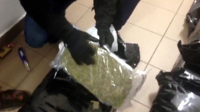 112 kilogramów marihuany przejęli funkcjonariusze CBŚP i łódzcy celnicy. Ładunek narkotyków był ukryty w transporcie mandarynek z Hiszpanii.