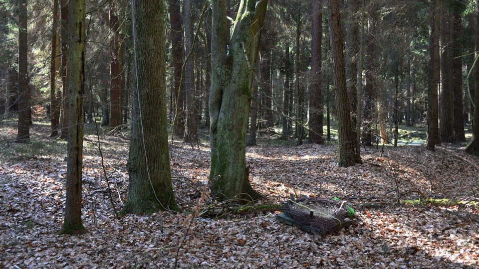 Gniazda bociana czarnego objęte są ochroną. Fot. Regionalna Dyrekcja Ochrony Środowiska w Szczecinie