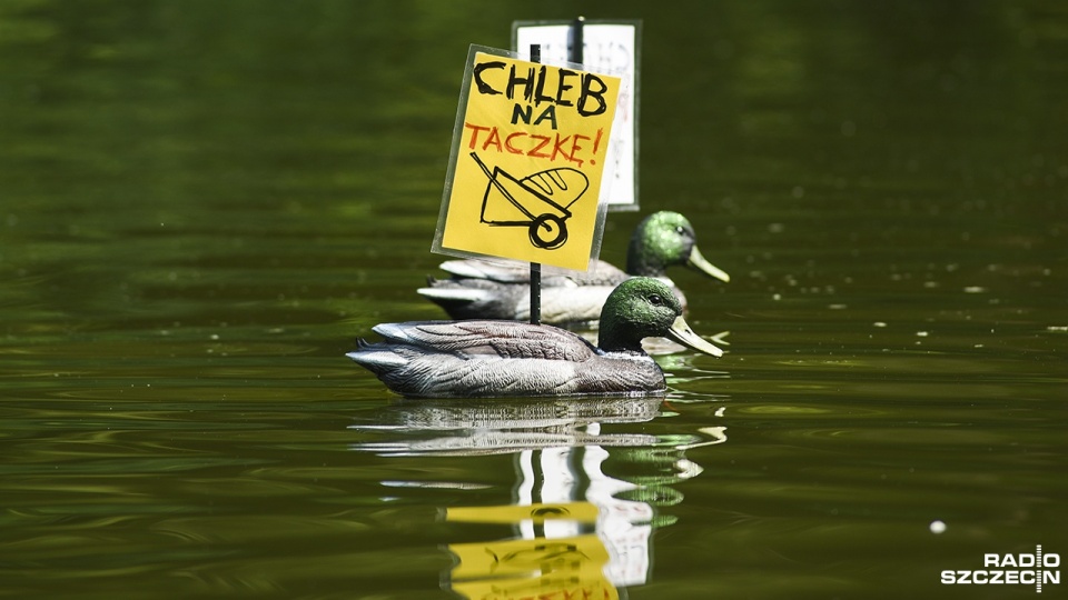 „Chleb musi odejść!", „Chleb na taczkę!" - plastikowe kaczki z takimi hasłami (umieszczonymi między skrzydłami) pojawiły się na jeziorze Rusałka w Parku Kasprowicza w Szczecinie. Fot. Kamila Kozioł [Radio Szczecin]