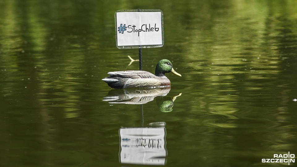 „Chleb musi odejść!", „Chleb na taczkę!" - plastikowe kaczki z takimi hasłami (umieszczonymi między skrzydłami) pojawiły się na jeziorze Rusałka w Parku Kasprowicza w Szczecinie. Fot. Kamila Kozioł [Radio Szczecin]
