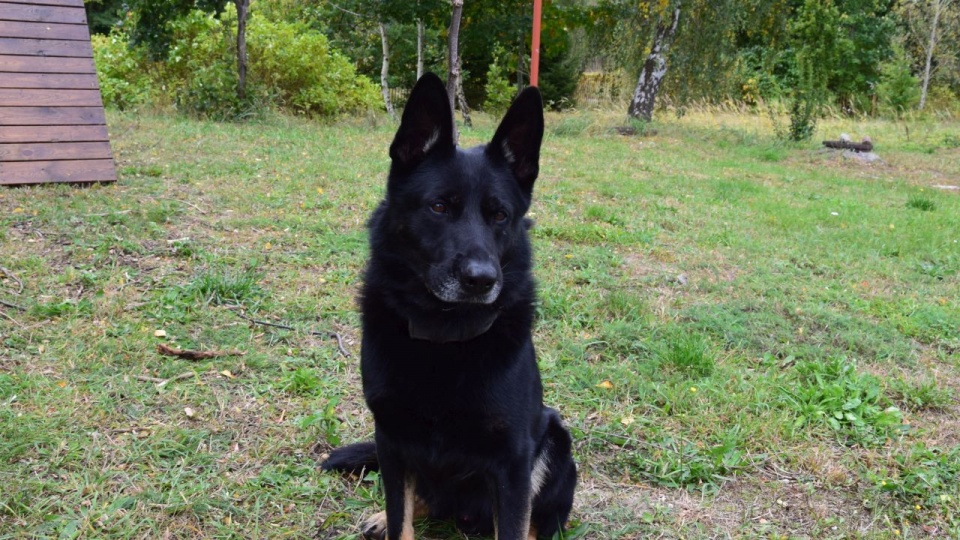 Policyjny pies "Oro". Fot. Komenda Powiatowa Policji w Policach